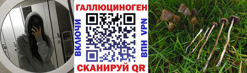 Галлюциногенные грибы Psilocybe  Купить где  Белая Холуница 